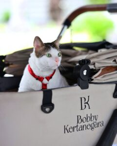 Fakta Unik Bobby Kertanegara Si Kucing Istana Negara